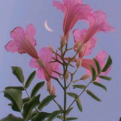 半岛综合娱乐appapp下载